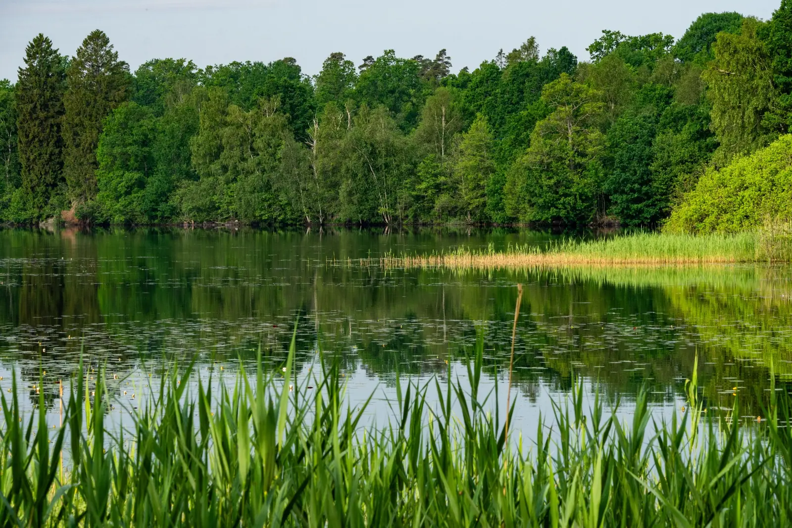 Spokojne, zielone jezioro o poranku na Mazurach