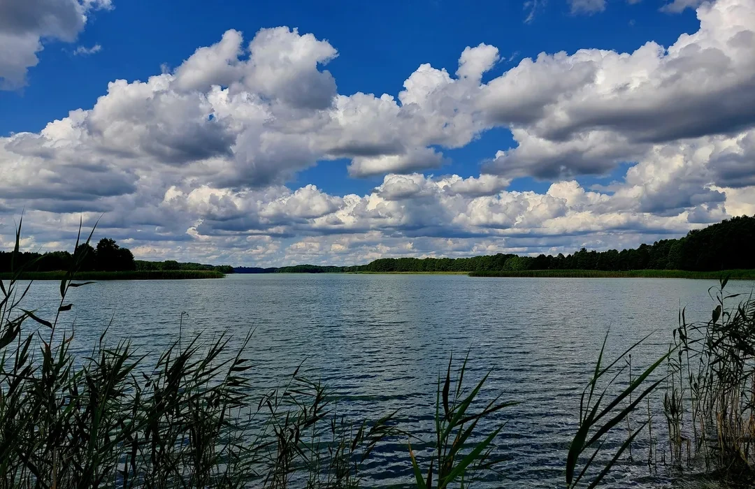 Spokojna zatoka Jeziora Krzywe otoczona zielenią
